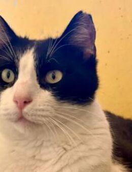 Andreas, netter Schmusekater, ca. 4 Jahr - Vaterstetten
