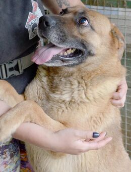 Zdravko cooler Hundebursche - Obertshausen
