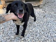 BESONDERE Adoption - BOBBY - Gelnhausen