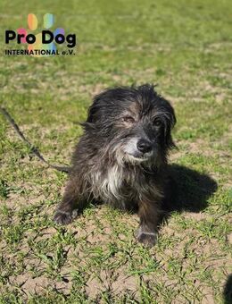 Betty auf Pflegestelle - Talkau