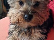 Yorkshire-Terrier-Welpe - Berlin Marzahn-Hellersdorf