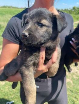 Süße Welpin B614 sucht Zuhause - Neuberg