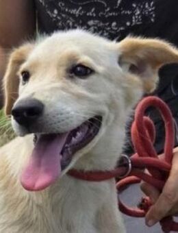 Hundekind BOLEK - Gefrees