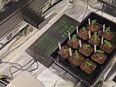Growzelt Sanlight 4 120 1.5 in 09366