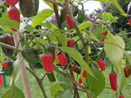 Chili Samen 10 Stück Trifetti Variegata Fremd Massenträger Schärfe 6 Capsicum annuum 2024 BIO - Freising