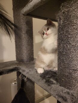 Noch 3 Wunderschöne reinrassige Kitten - Berlin