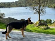 Deutscher Schäferhund Langhaar DDR Linie - Zittau Zentrum