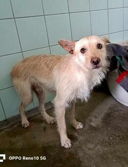 JOHNNY 💙 sucht seine Herzensmenschen - Fahrenzhausen