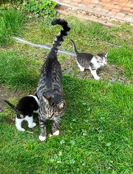Katzenbabys - Ducherow