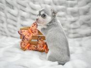 Chihuahua Welpen mit Ahnentafel - Leipzig