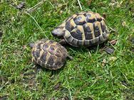 Griechische Landschildkröte - Bernau (Chiemsee)