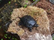 Europäische Sumpfschildkröte Emys obicularis von 2024 und 2023 - Königslutter (Elm) Zentrum