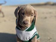 Labrador Silver junghund - Dinslaken