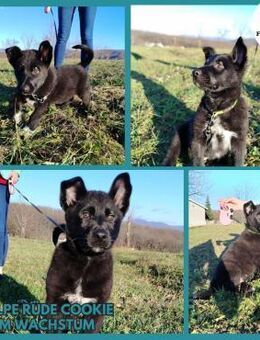 Cookie Welpe Mischling Rüde Junghund - Margetshöchheim