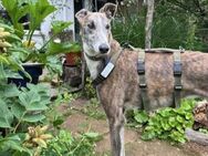 Anil - sanfter Windhund sucht - Berlin