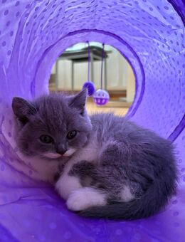 Britisch Kurzhaar Katzen zu verkaufen - Bönen