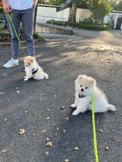 Zwergspitz Pomeranian Welpen Rüden