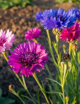 Heimische Kornblume Samen Bunt Rosa Lila Blau Mehrjährig Pflanzen - Pfedelbach