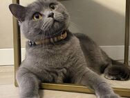 BKH Britisch Kurzhaar Kater - Gladbeck