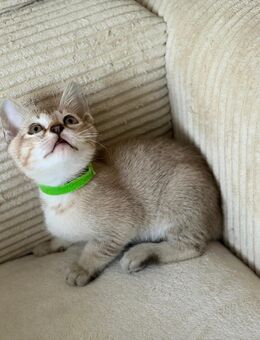 Hübsche Tonkanesekitten (m) geimpft suchen ihr Zuhause! - Herten