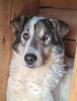 Armer SCHMENDRICK sucht liebes Zuhause - Neuberg