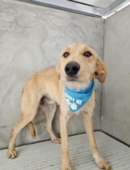 Hübscher Rüde Wilan - Eichenzell