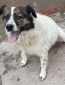 Carmina liebevolle Hündin..... - Meuselwitz