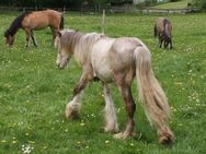 Irish Cob ICC Silverdapple - Calden
