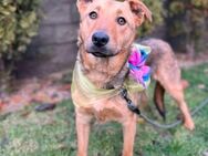Ellie sucht ihr liebevolles Zuhause - Finning