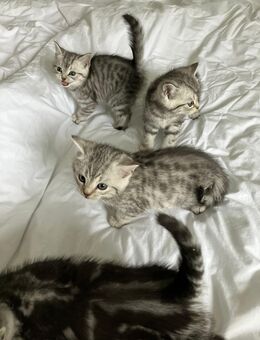 Bkh Mix kitten - Lohne (Oldenburg)