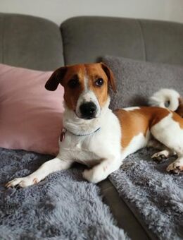 Yoshi sucht Bestplatz! - Dillingen (Donau)