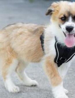 Honey sucht dich! - München