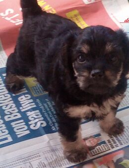 Zuckersüße & Super Aufmerksam Bolonka-Mix-Welpe Nr.2..., sehr robuste & ausgewogene Züchtung - Neuburg