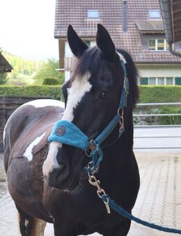 Hol dein Pferd aus dem Ausland - Winterthur