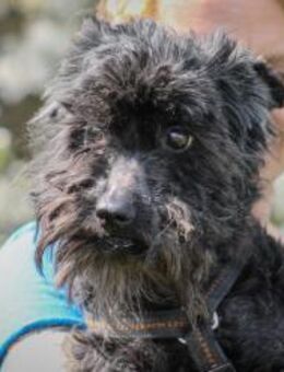 Marty Pumi-Mix Rüde ca.11 Jahre alt HU - Reutlingen