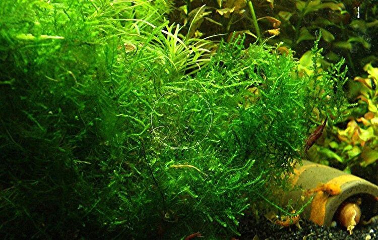 Spikymoos, Aquarienpflanze, Versand/ Abholung - Mechernich