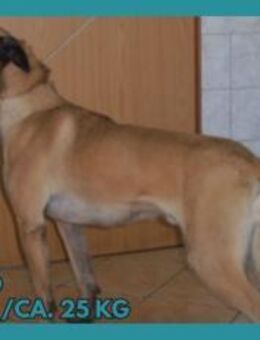 Lio Malinois Mischling Rüde sucht Heim - Margetshöchheim
