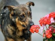Whiskey❤️sucht Pflege- oder Endstelle - Rott (Inn)