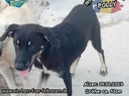 POLLY - .....und wann kommst Du? - Waakirchen