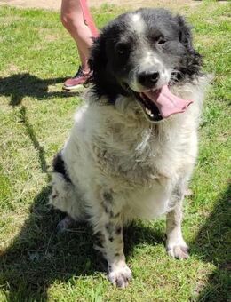 DINGO ❤ EILIG! - Langenhagen