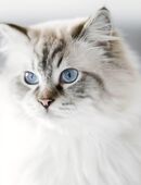 Suche Ragdoll Katze in 99099