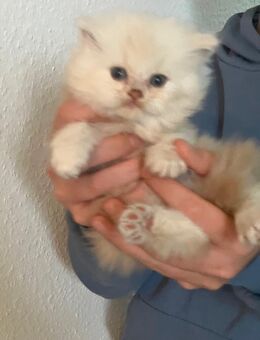 BLH Britisch Langhaar Kitten in weiss, fawn, blue - Rothenburg (Tauber)