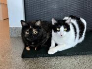 NOTFALL🍰 Freundinnen Tortie& Strighi 💜 - Eislingen (Fils)