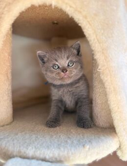 BKH kitten britische Kurzhaar Katzen - Blomberg (Nordrhein-Westfalen)