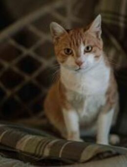 Sanftpfote Mikusch bereit für sein Glück - München