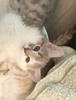 Letztes Katzenbaby BKH-Mix - Gummersbach