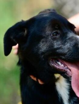 Xara, lebhaftes Welpenmädchen, ca. 1J - Vaterstetten