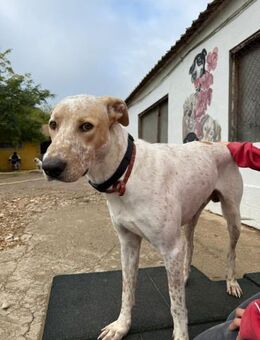 Harry will nicht aufgegeben - Berlin