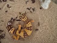 3 Geckos (1Leopard und 2 Tangerines) zu verkaufen - Heerbrugg