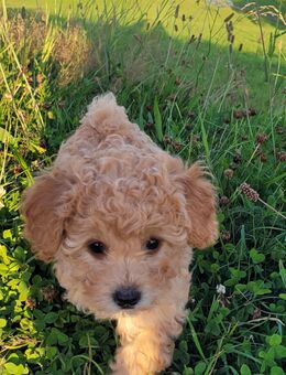 Maltipoo Welpe Weibchen - Windeck